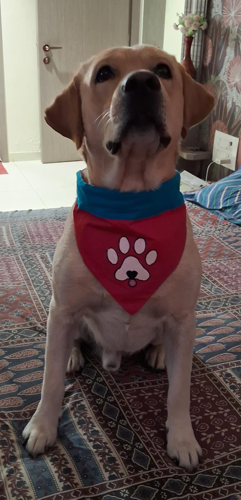 WhatsApp Image 2026-02-15 at 11.54.20 AM.jpeg